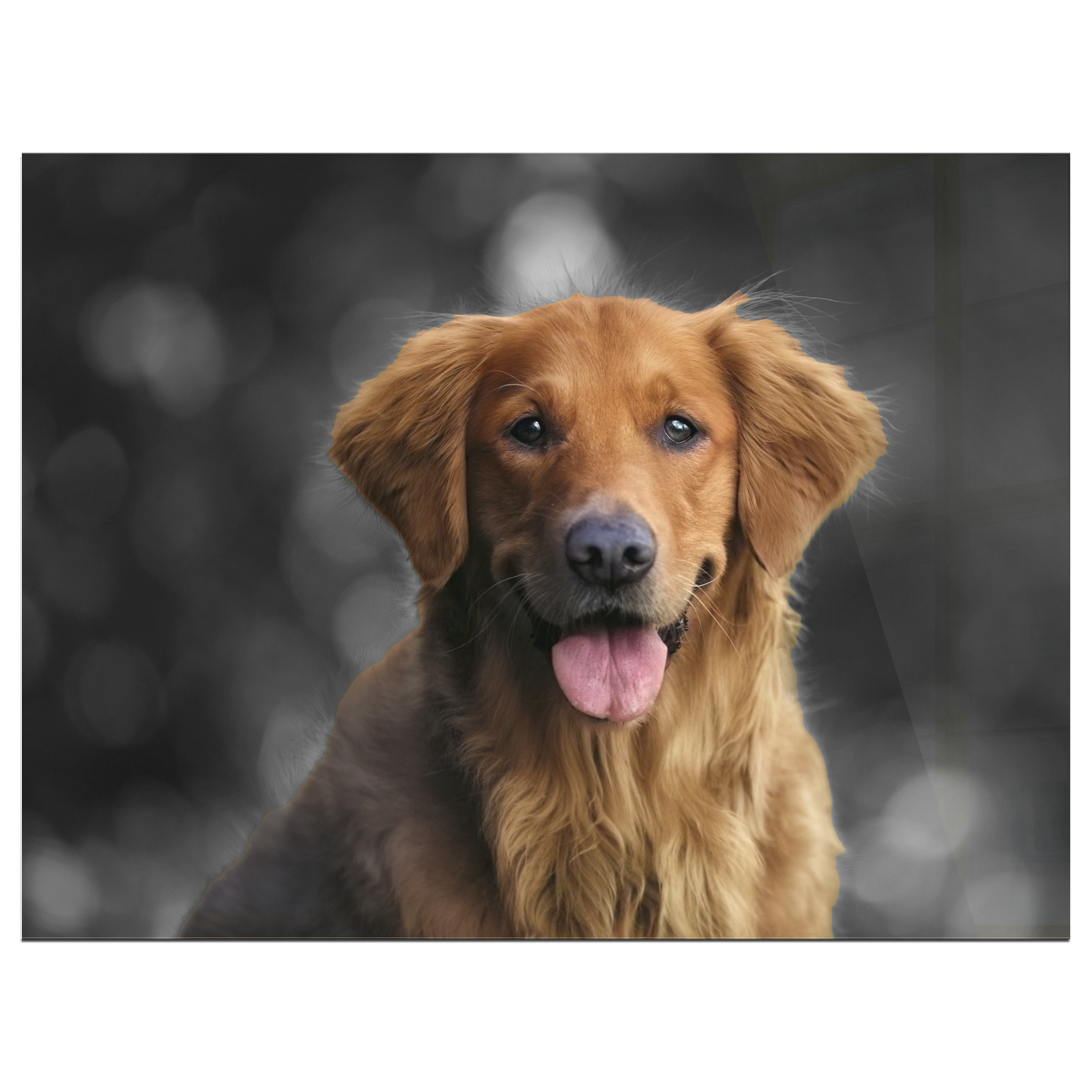 Vooraanzicht Plexiglas Labrador