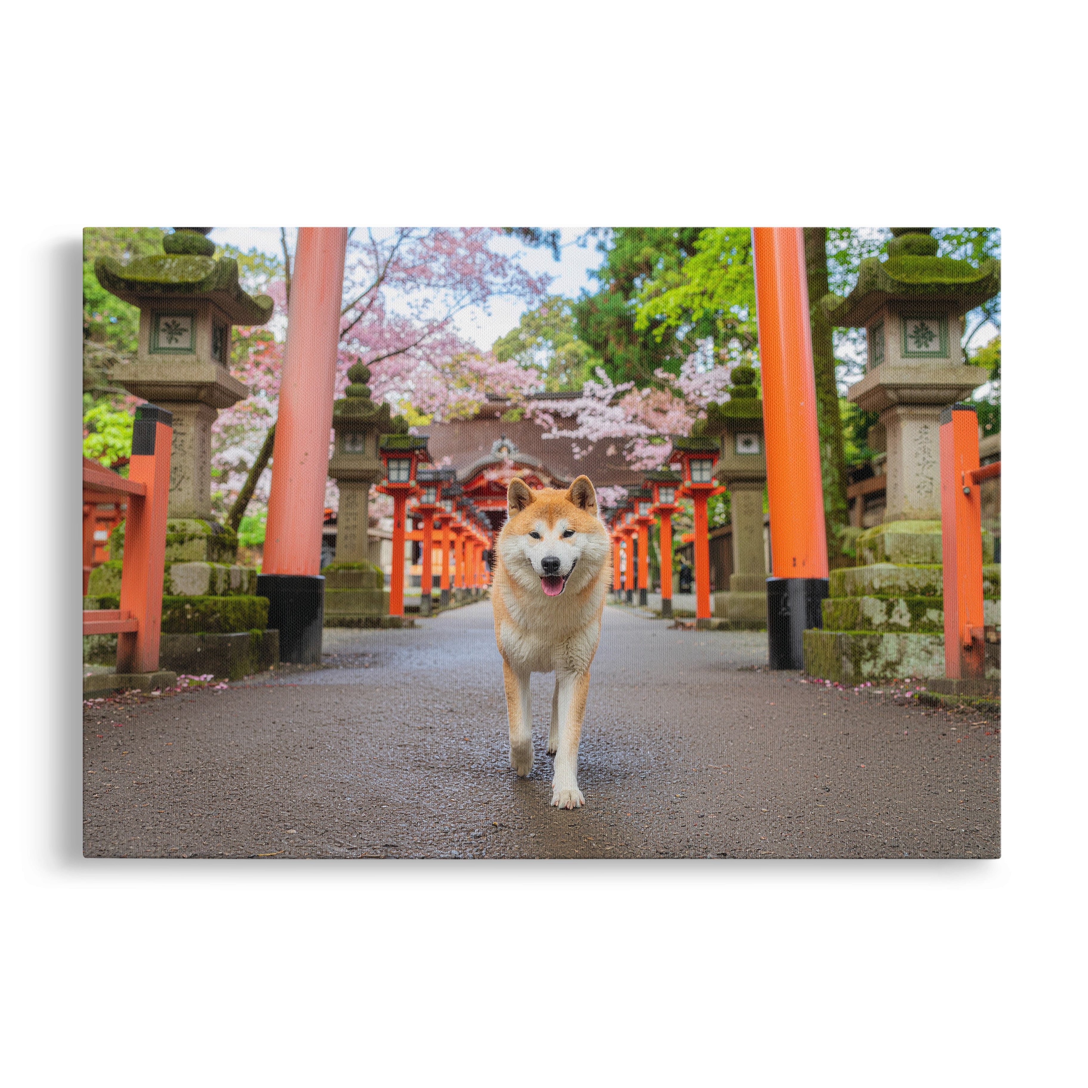 Akita Path - Huurdies