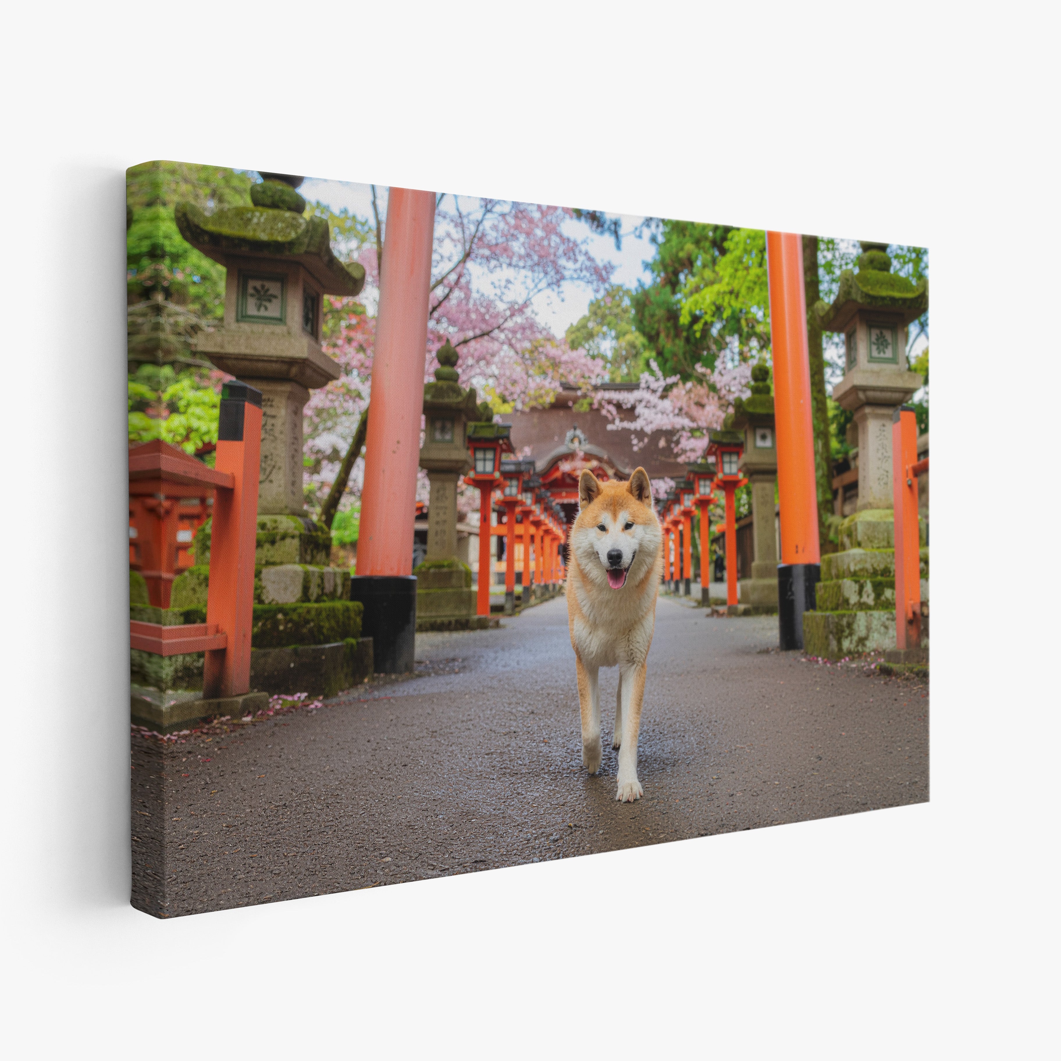 Akita Path - Huurdies