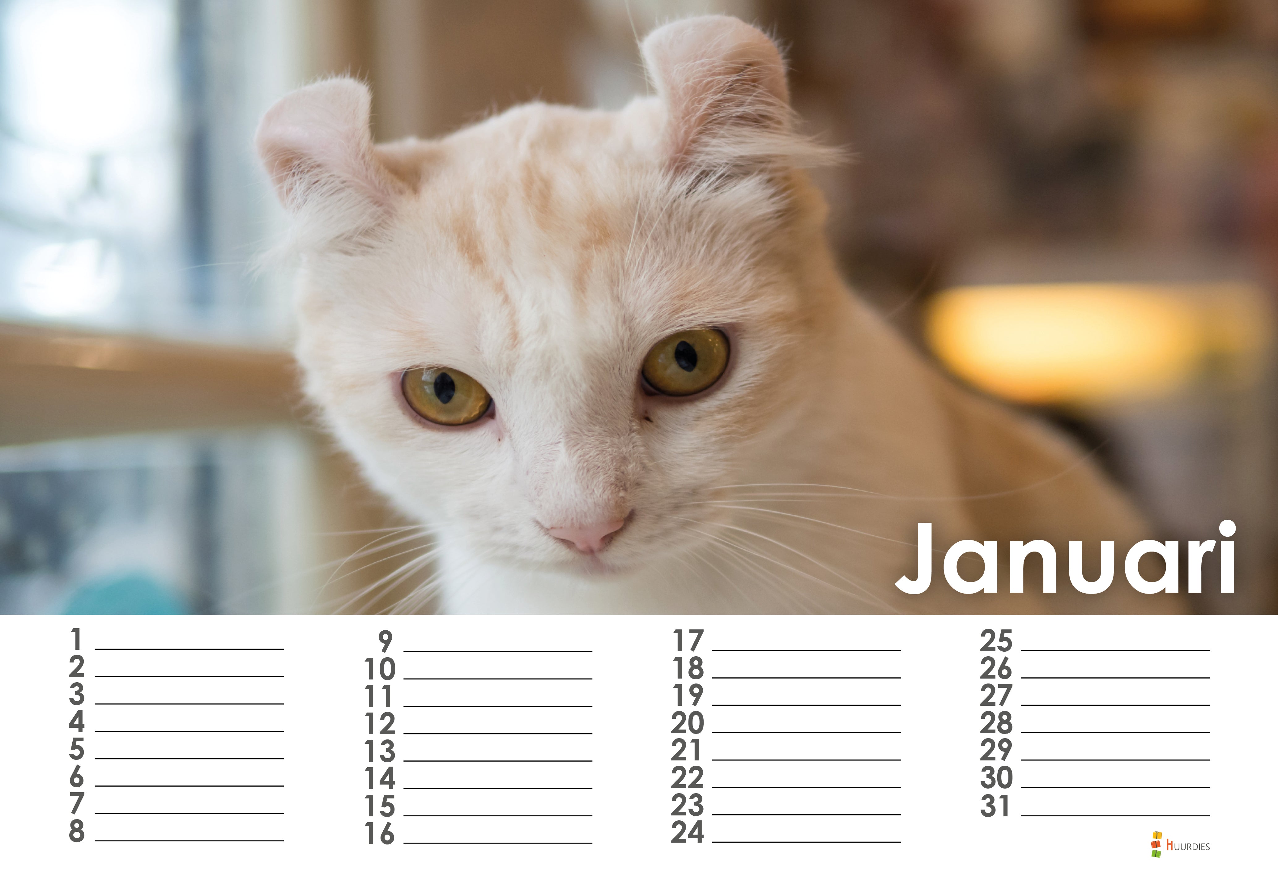 American Curl Kalender