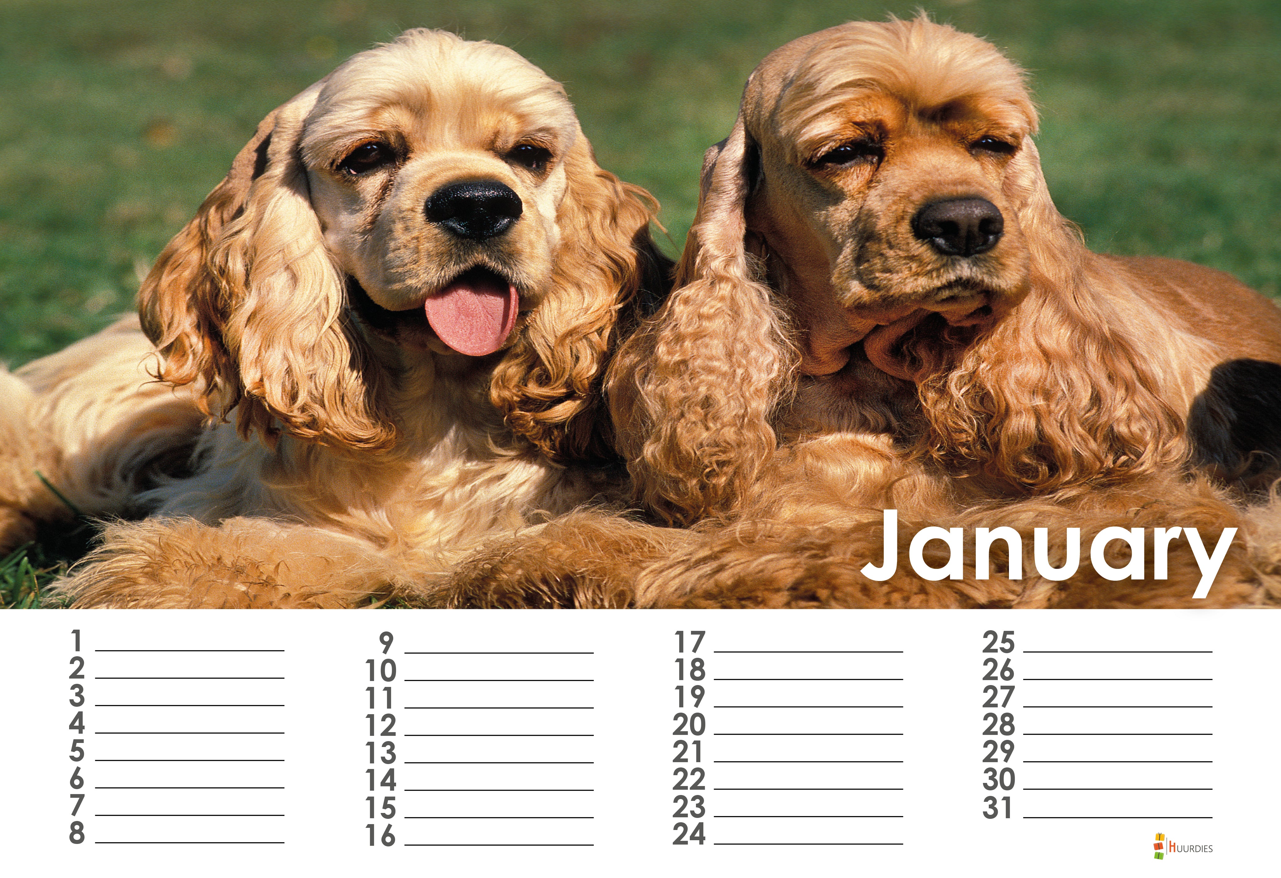 American Cockerspaniël Kalender
