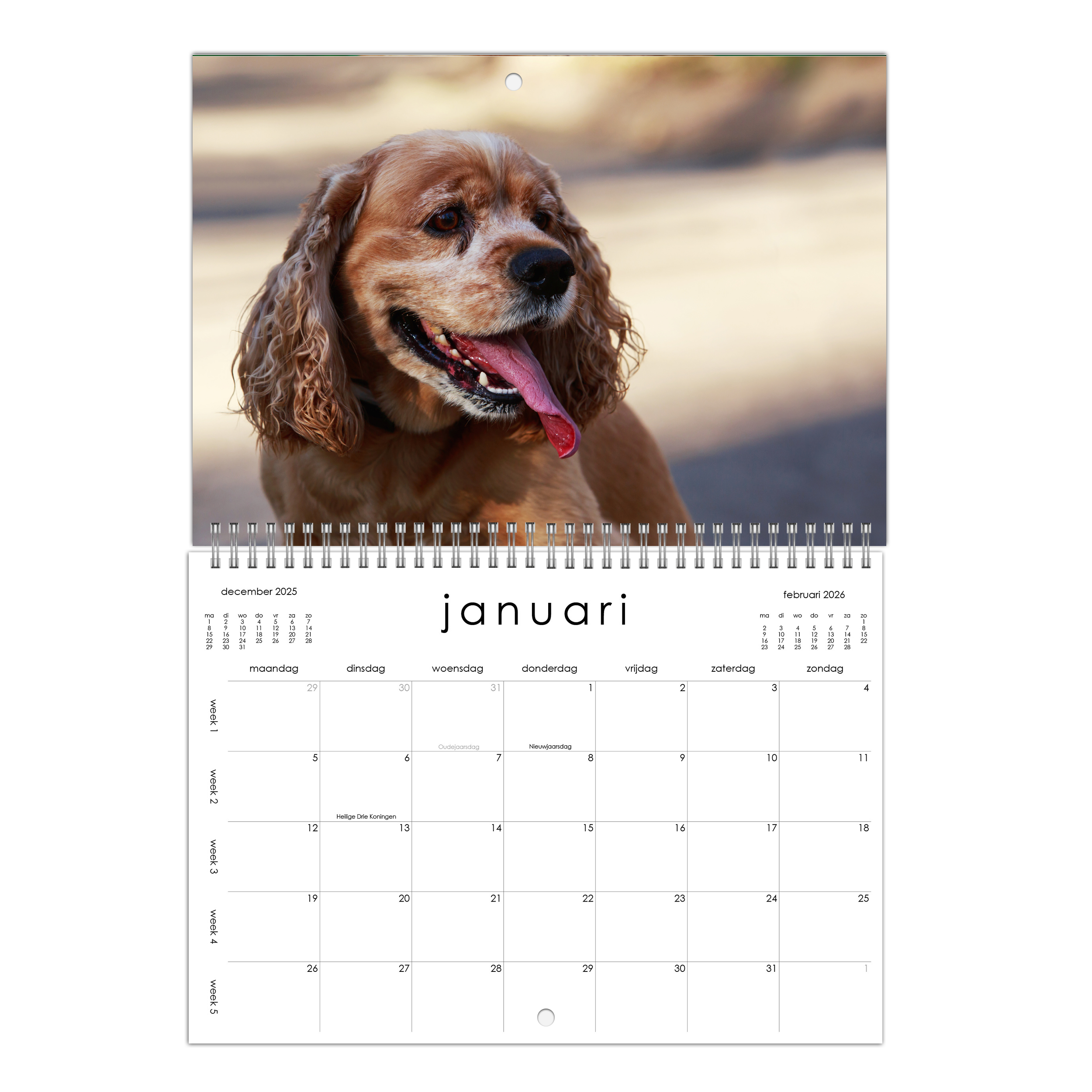 American Cockerspaniël Kalender