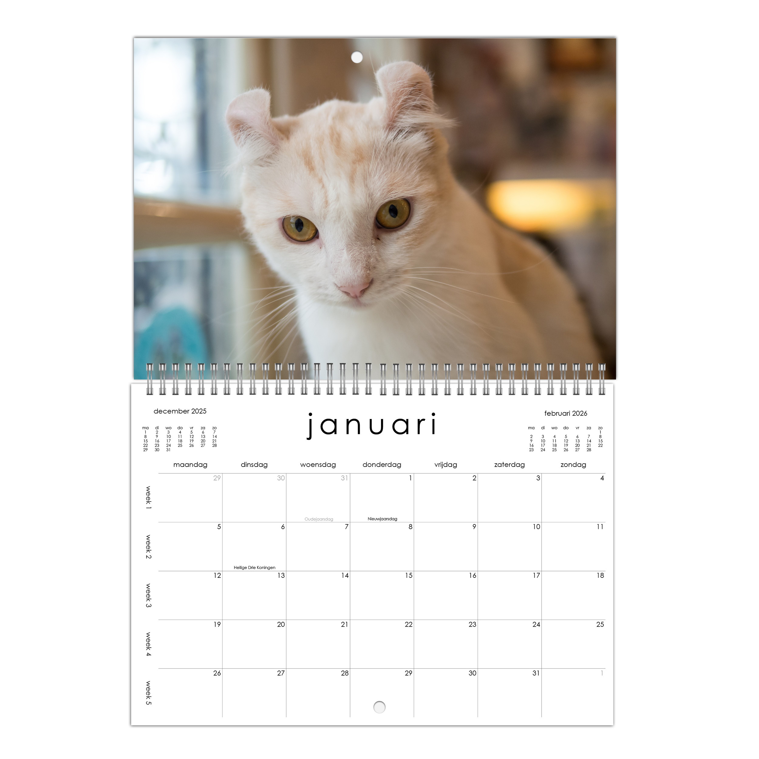 American Curl Kalender