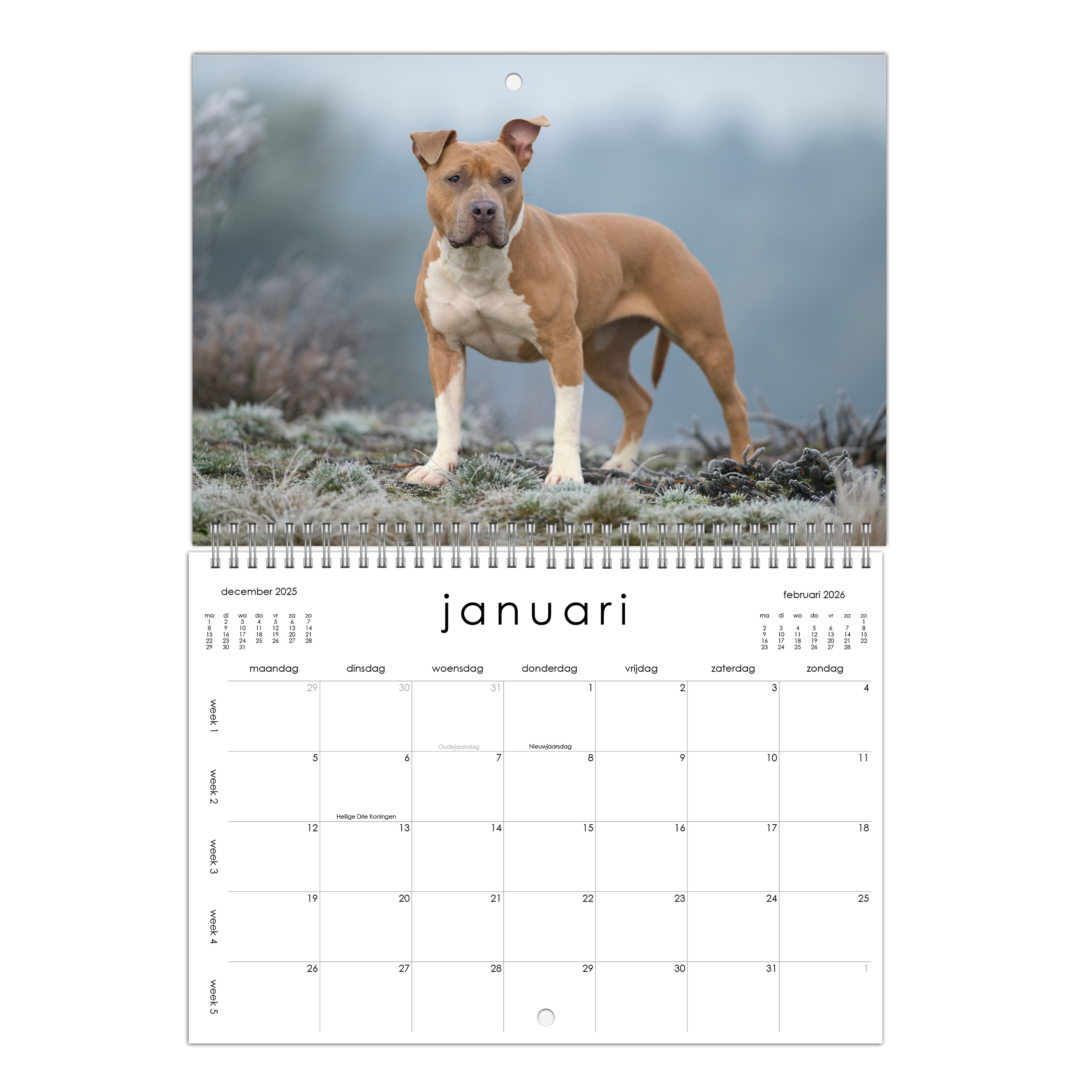 American Staffordshire Kalender