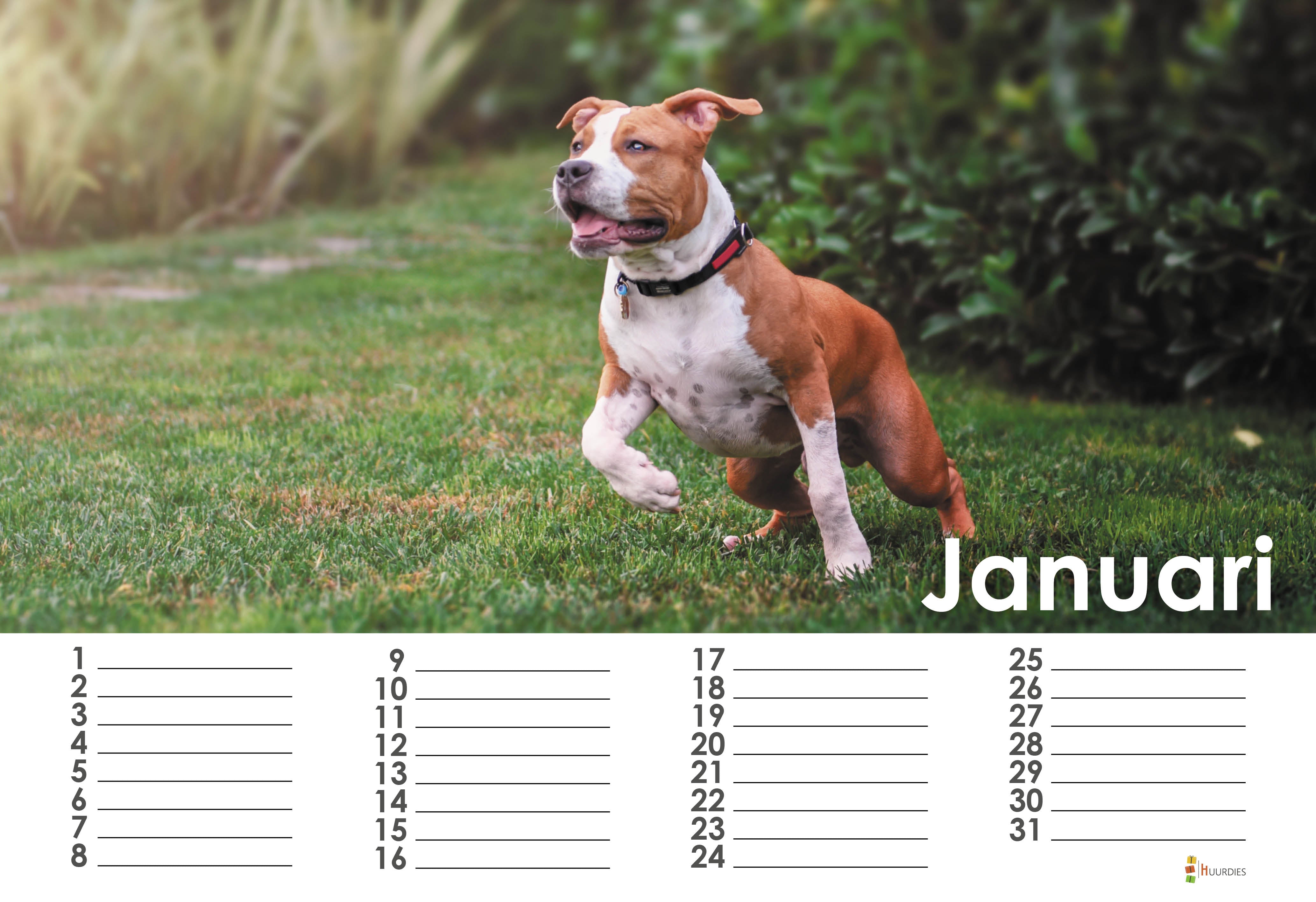 American Staffordshire Kalender